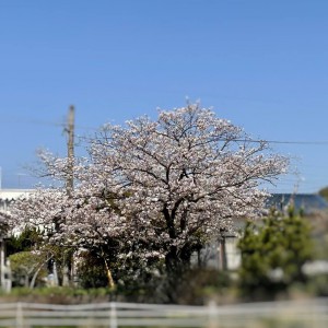 24桜